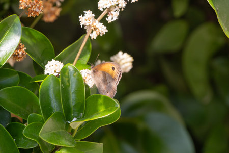 Meadow brown butterfly on a flower in a gardenの写真素材