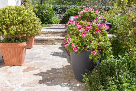 Planter with pink geranium flowers and box tree in a garden during springの写真素材