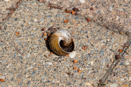 Empty snail shell on the ground in the garden