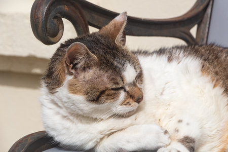 Lying down tabby cat on a bench in a gardenの写真素材