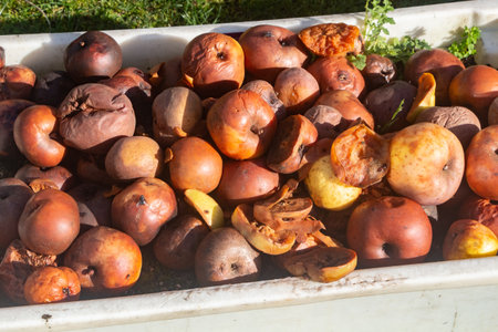 Rotten apples in a crate in an orchard