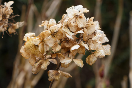Dry hydrangea flower in a garden during winterの写真素材