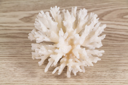Dry white coral as decoration in a living roomの写真素材