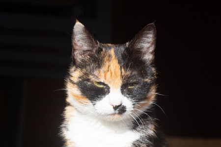 Close-up on the head of a sitting tortoiseshell cat in a gardenの写真素材
