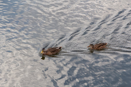 Female mallard ducks swimming on a riverの写真素材