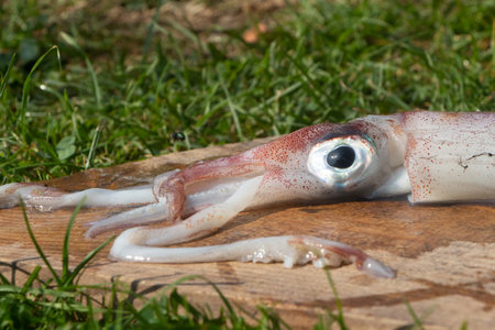 Head of a raw squid after fishing in Brittanyの写真素材