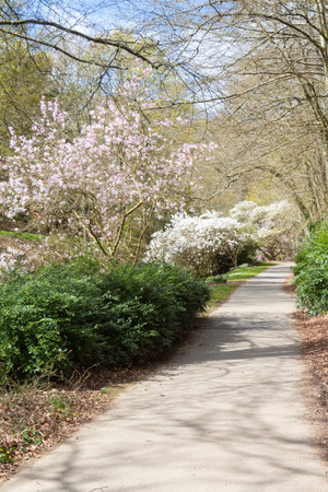 Magnolia trees and path in a park at the beginning of springの写真素材