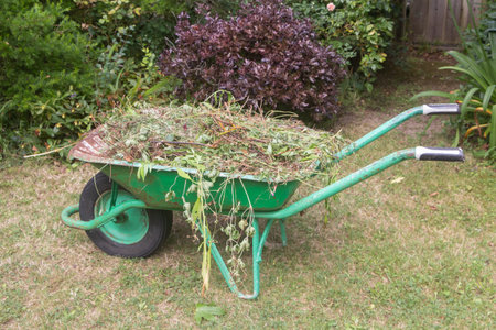 Wheelbarrow full of garden waste after gardeningの写真素材