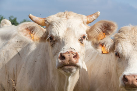 Charolaise cows in the field of a farm in Brittanyの写真素材