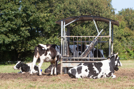 Holstein heifers lying and grazing near a feeder in a field in Brittanyの写真素材