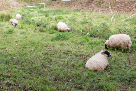 Scottish Blackface sheep lying and grazing in a fieldの写真素材