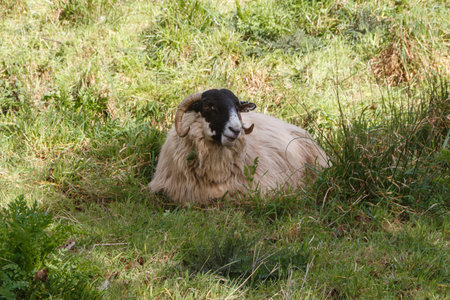 Scottish Blackface sheep lying in a fieldの写真素材