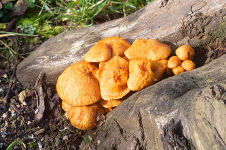 Jack-o'lantern mushroom on a stump in a forest