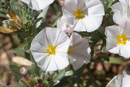 White silverbush flowers in a garden during spring