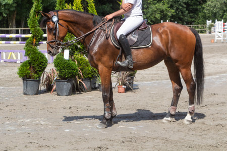 Man riding a bay horse at stopの写真素材