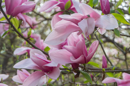Pink magnolia flowers blooming in a garden in Brittanyの写真素材