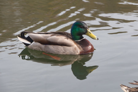 Male mallard duck swimming on a riverの写真素材