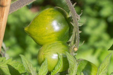 Andenhorn tomatoes growing in a vegetable garden during summerの写真素材