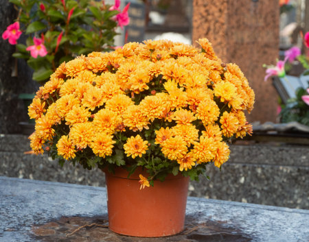 Chrysanthemum plant on tombstone for All Saints Dayの写真素材