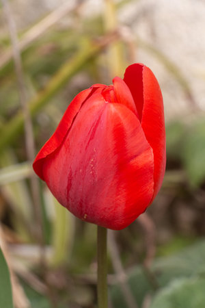Red tulip flower in a garden during springの写真素材