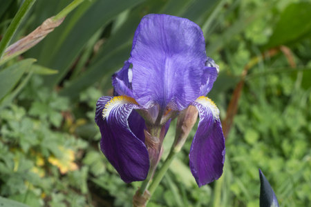 Purple iris flower in a garden during springの写真素材