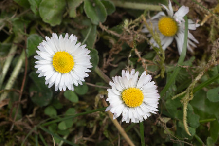 White flowers of daisies in a garden during springの写真素材