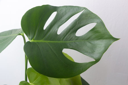 Close up on monstera deliciosa leaf in a living room