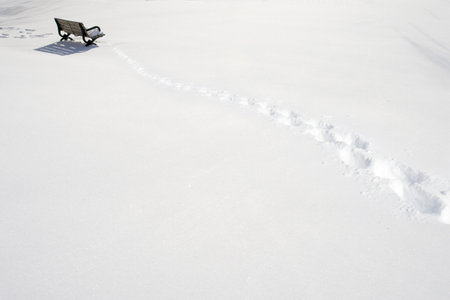 winter at the parkの写真素材