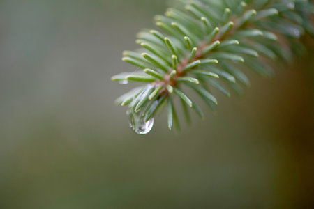 Water drops on plant leafの写真素材