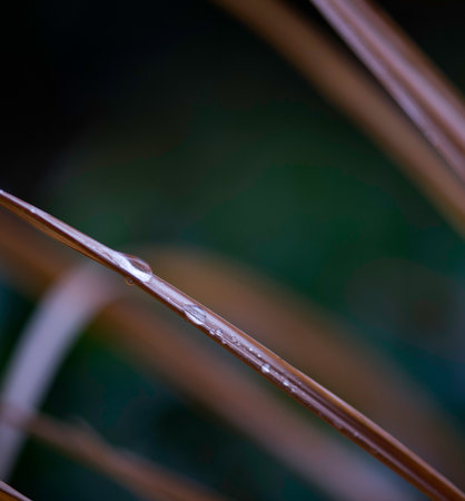 Water drops on plant leafの写真素材