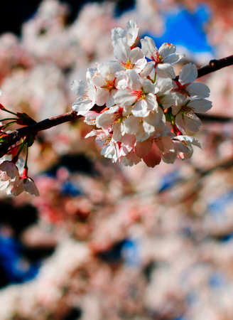 Cherry Blossomの写真素材