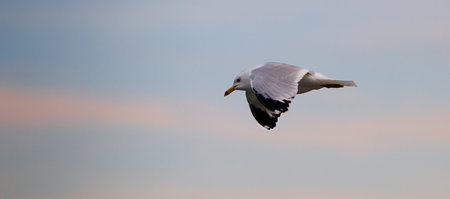 Seagulls IIの写真素材
