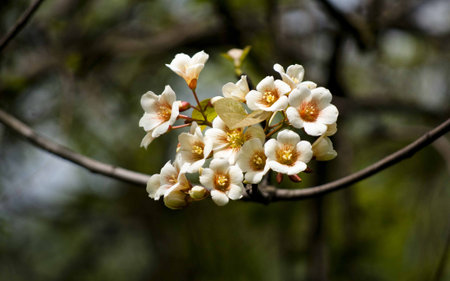 Forest of Flowersの写真素材