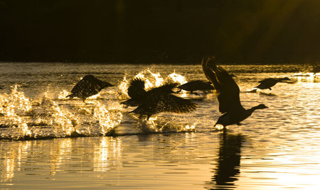 Landing Mallardの写真素材
