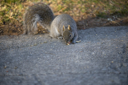 Squirrel Eatingの写真素材