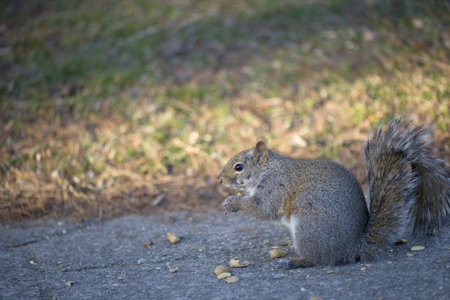 Squirrel Eatingの写真素材