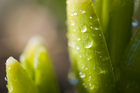 Plant  dropsの写真素材