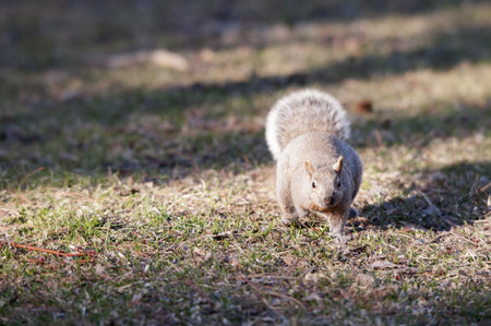Squirrel Eating