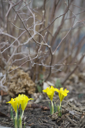 Spring
