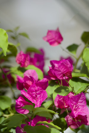 Poinsettiaの写真素材