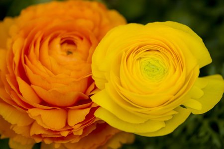 Ranunculus