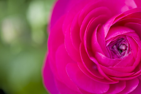 Ranunculusの写真素材