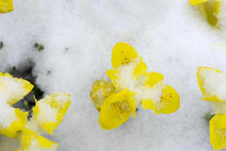 Early Spring Crocus in Snow seriesの写真素材
