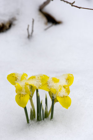 Early Spring Crocus in Snow seriesの写真素材