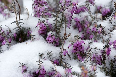 Heather on snowの写真素材