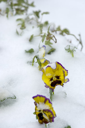Flowers purple crocus in the snowの写真素材