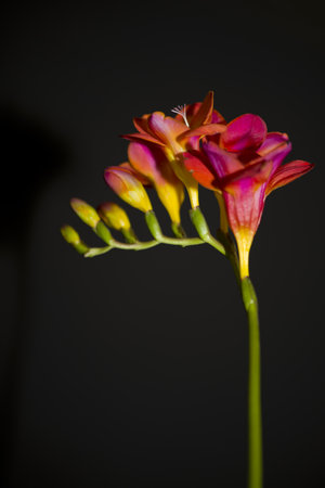 orchidsの写真素材