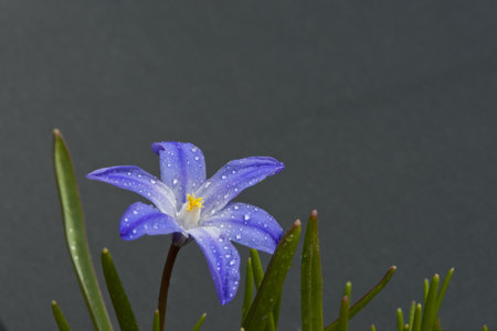 single violet crocusの写真素材