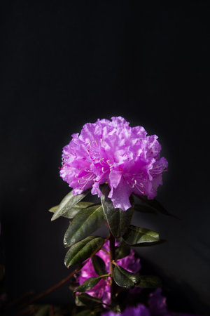 isolated purple Rhododendronの写真素材