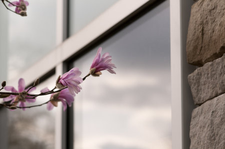 Magnolia Spring Flowers